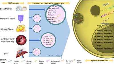 Mesenchymal stromal/stem cell-derived exosomes and genitourinary cancers: A mini review